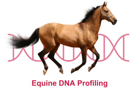 Equine DNA profile